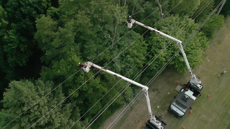 How Our Tree Care Process Works  in  Sardis City, AL