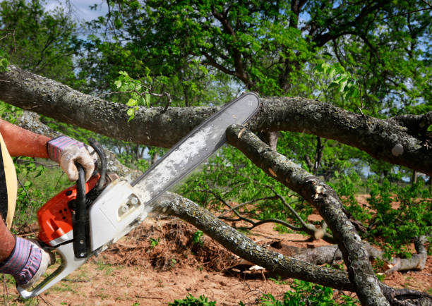 Trusted Sardis City, AL  Tree Services Experts